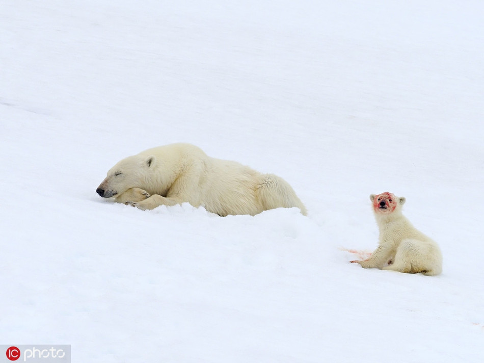 Thú vị thay, sau khi săn giết được hải cẩu, gấu mẹ ăn một hồi rồi thong thả bước đi. Thế nhưng gấu con dường như còn ăn chưa no, nó cắm cúi ăn mặc kệ xung quanh.