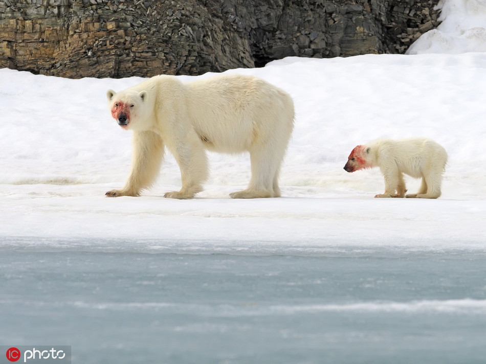 Ngày hôm đó, khi phát hiện hai mẹ con gấu Bắc cực ăn thịt hải cẩu, Andy đã dừng hẳn lại và cố gắng không làm phiền tới cả hai.