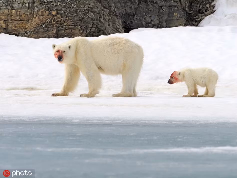 Ngày hôm đó, khi phát hiện hai mẹ con gấu Bắc cực ăn thịt hải cẩu, Andy đã dừng hẳn lại và cố gắng không làm phiền tới cả hai.