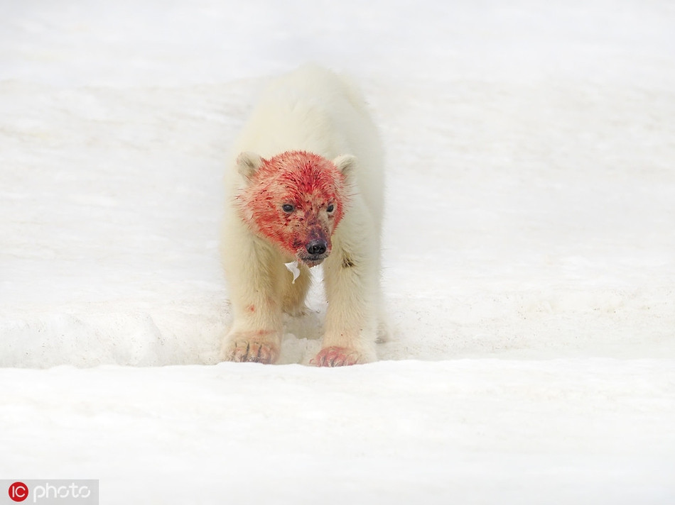 Andy cho biết, thông thường, khi gấu Bắc cực xuất hiện, với vẻ ngoài mập mạp, bộ lông dày dặn, trắng muốt, chúng thường khiến con người có cảm giác chúng rất đẹp, rất đáng yêu mà quên mất rằng, gấu Bắc cực thực sự là một mãnh thú săn mồi rất tàn bạo.