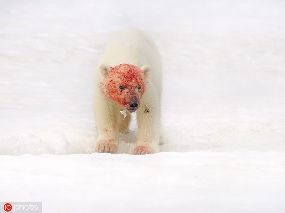 Andy cho biết, thông thường, khi gấu Bắc cực xuất hiện, với vẻ ngoài mập mạp, bộ lông dày dặn, trắng muốt, chúng thường khiến con người có cảm giác chúng rất đẹp, rất đáng yêu mà quên mất rằng, gấu Bắc cực thực sự là một mãnh thú săn mồi rất tàn bạo.