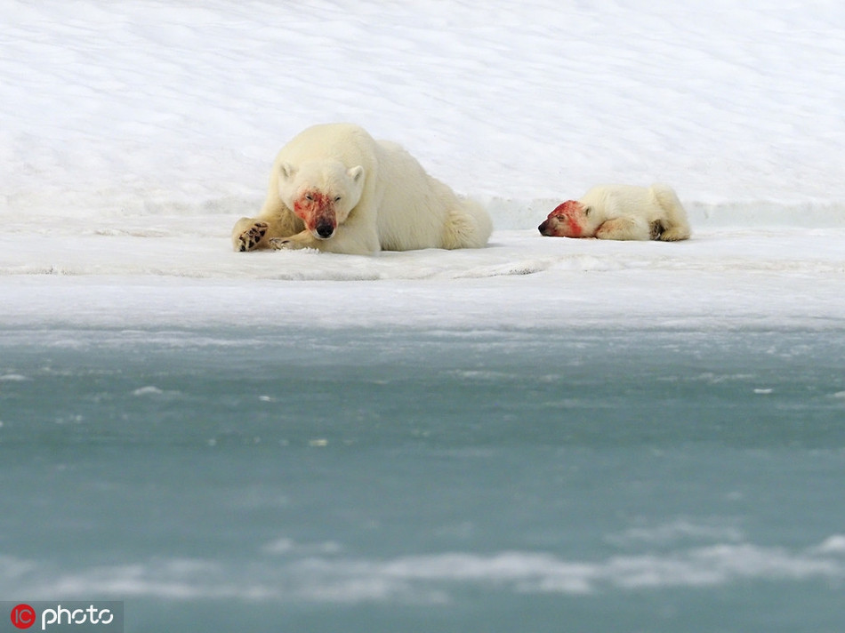 Tiếp đó, có lẽ đã ăn quá no, gấu con chậm rãi, vùng vằng mãi mới bò lên được chỗ cao, trở lại bên cạnh mẹ mình, tựa sát vào rồi ngủ gật.