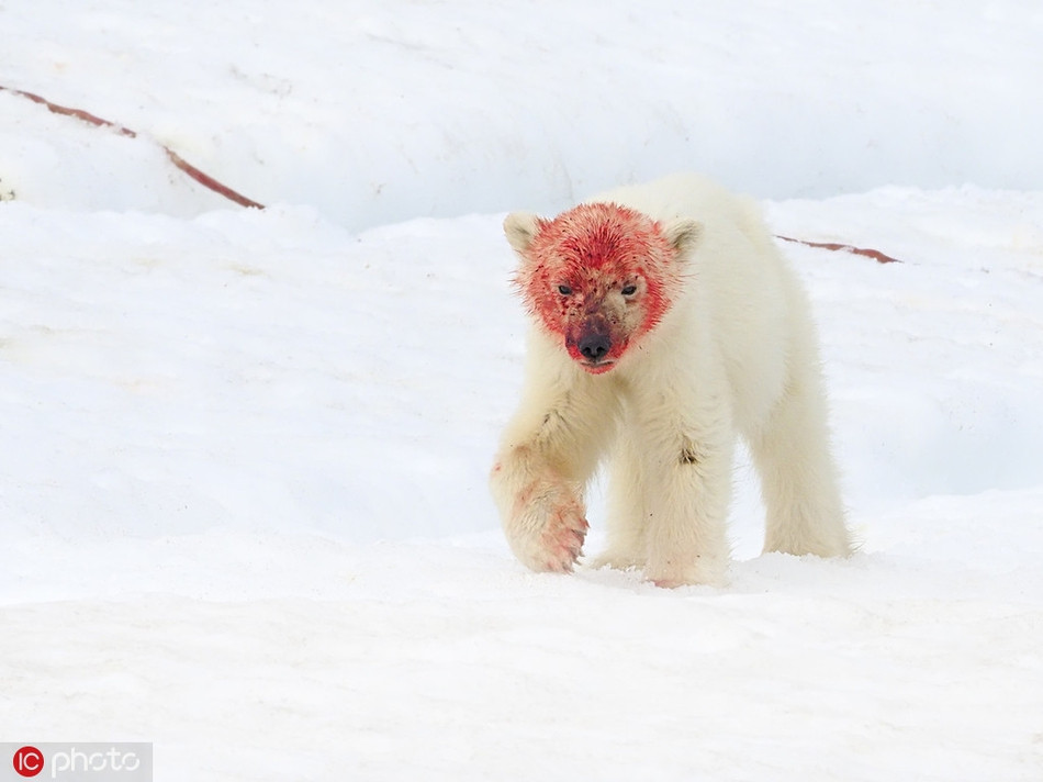 Theo Andy, khi đang dẫn đầu một đoàn thám hiểm du lịch tới quần đảo Svalbard, Na Uy, anh bất chợt phát hiện một cặp mẹ con gấu Bắc cực vừa săn giết và ăn thịt hải cẩu.
