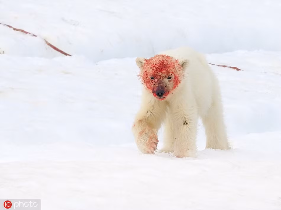 Theo Andy, khi đang dẫn đầu một đoàn thám hiểm du lịch tới quần đảo Svalbard, Na Uy, anh bất chợt phát hiện một cặp mẹ con gấu Bắc cực vừa săn giết và ăn thịt hải cẩu.