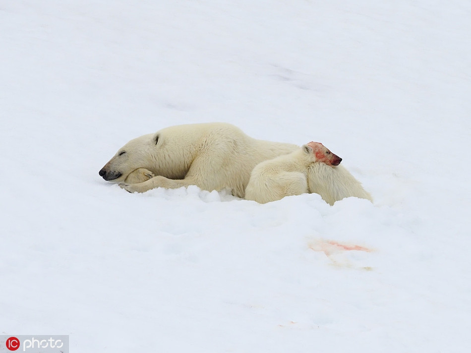 Dù chỉ có một thân một mình, gấu Bắc cực con cũng ăn mải miết, không thèm ngẩng đầu lên quan sát rằng mẹ đã đi xa.