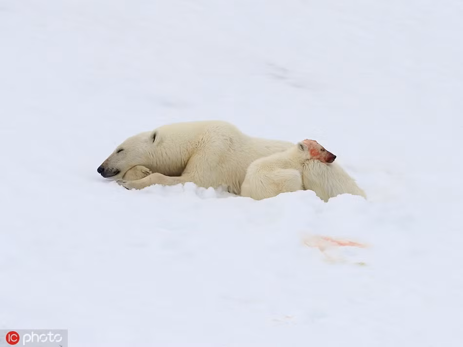 Dù chỉ có một thân một mình, gấu Bắc cực con cũng ăn mải miết, không thèm ngẩng đầu lên quan sát rằng mẹ đã đi xa.