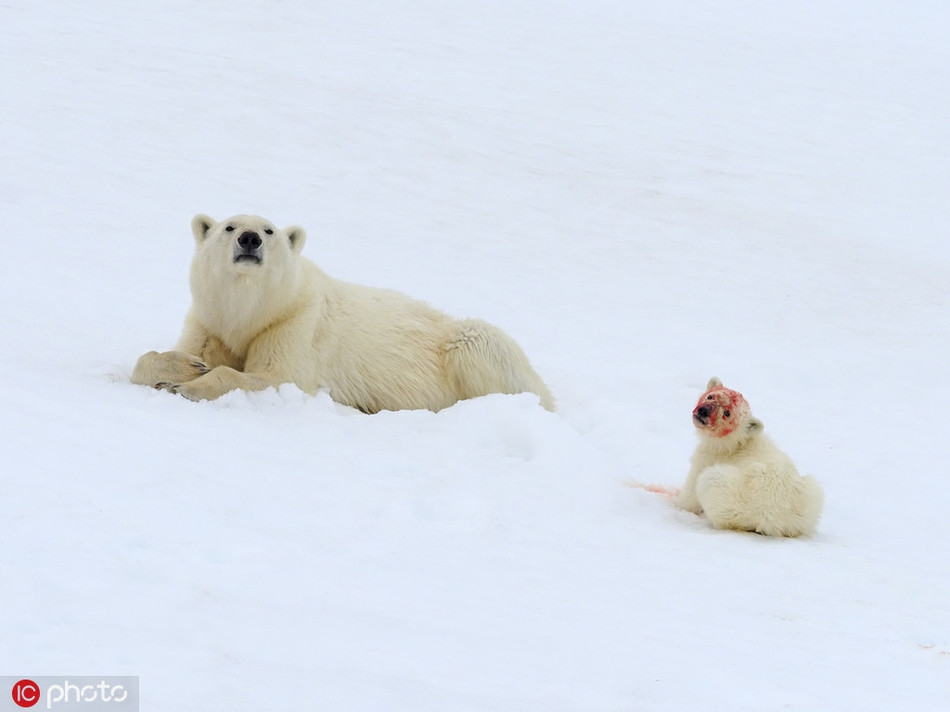 Khuôn mặt đầy máu me của nó khiến người xem không khỏi giật mình.