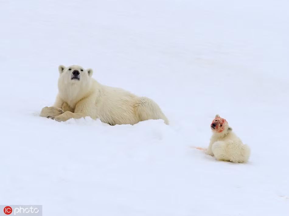 Khuôn mặt đầy máu me của nó khiến người xem không khỏi giật mình.