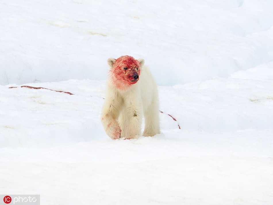 Mới đây, trong lúc khám phá thiên nhiên hoang dã ở Bắc cực, nhiếp ảnh gia Andy Rouse đã được tận mắt chứng kiến sự oai hùng và sức mạnh đáng sợ của loài gấu Bắc cực, loài gấu được mệnh danh là chúa tể vùng lạnh giá này.
