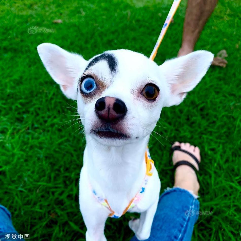 Mỗi khi ra ngoài, Lucky đều nhận được sự chú ý đặc biệt nhờ khuôn mặt kỳ lạ của mình.