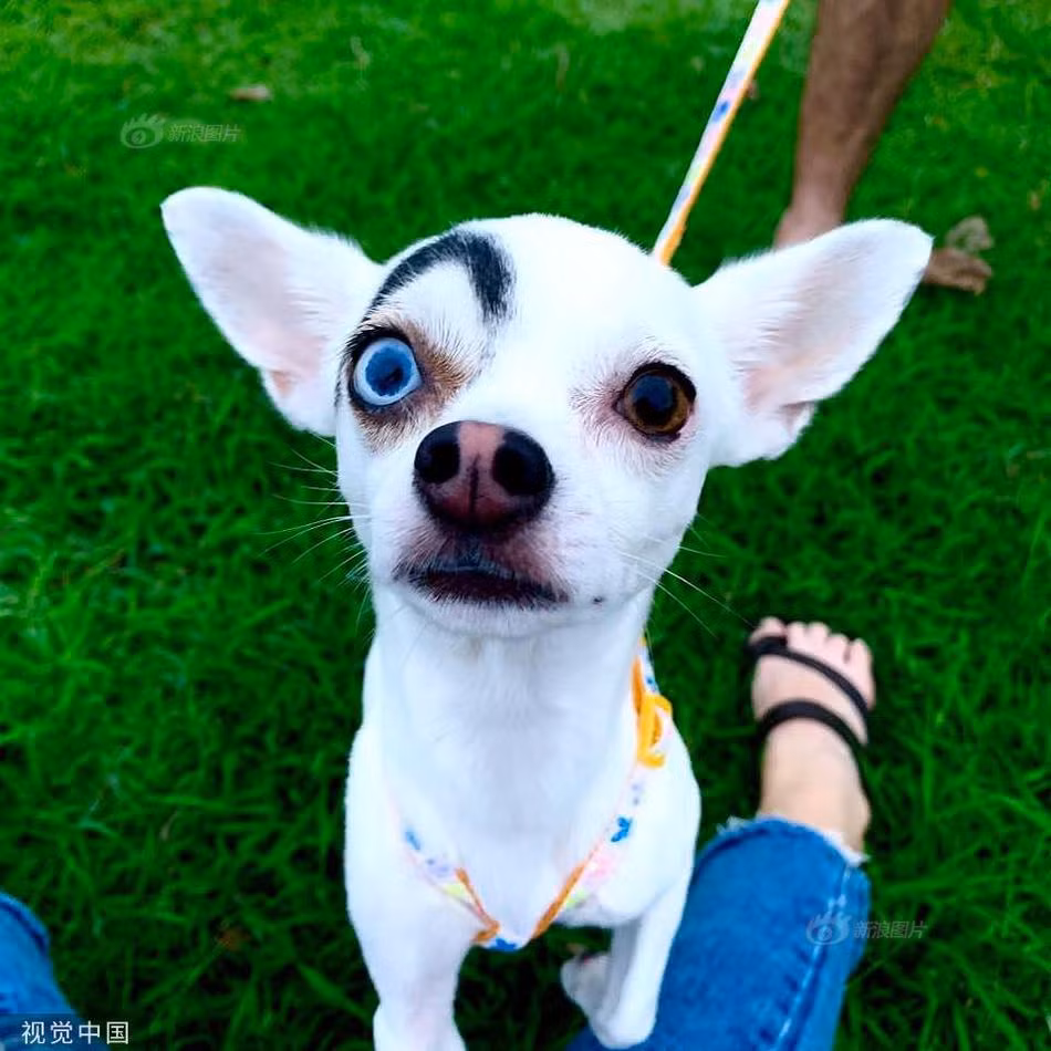 Mỗi khi ra ngoài, Lucky đều nhận được sự chú ý đặc biệt nhờ khuôn mặt kỳ lạ của mình.