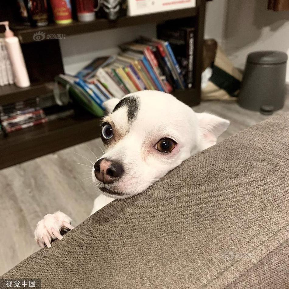 Thoạt nhìn, trông Lucky đã rất thu hút. Giống như một chiếc đầu nhưng lại có đến hai khuôn mặt, một chính diện, một phản diện.