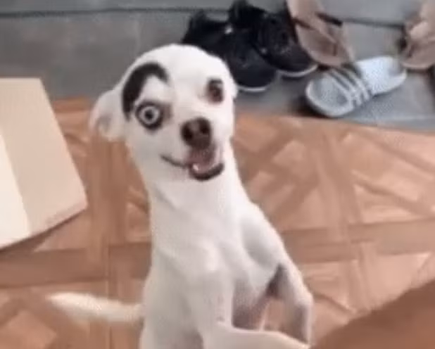 Mặc dù hơi gầy nhưng khi được nhận nuôi, Lucky đã có chế độ ăn tốt hơn và ngày càng trở nên vui vẻ, hạnh phúc.