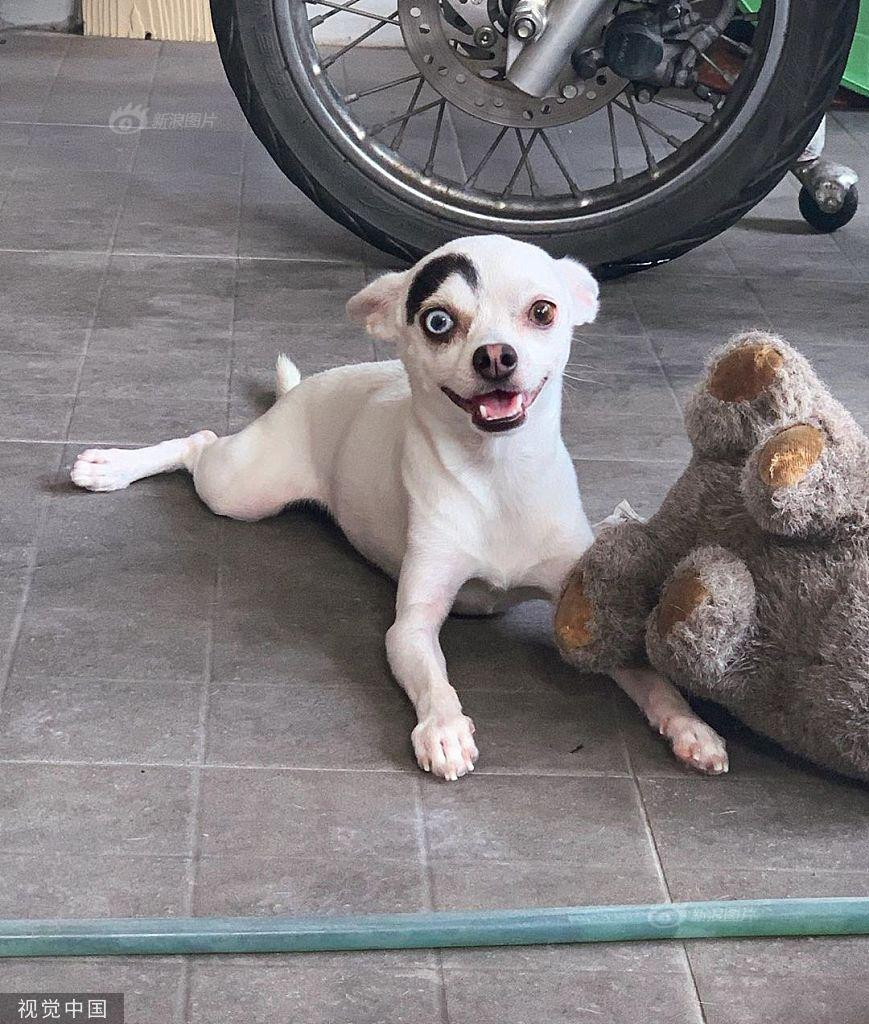 Theo thông tin đăng tải, chú chó nổi tiếng Lucky năm nay 2 tuổi, sống ở Thái Lan cùng với chủ nhân của mình, cô Charice Fca Cha.