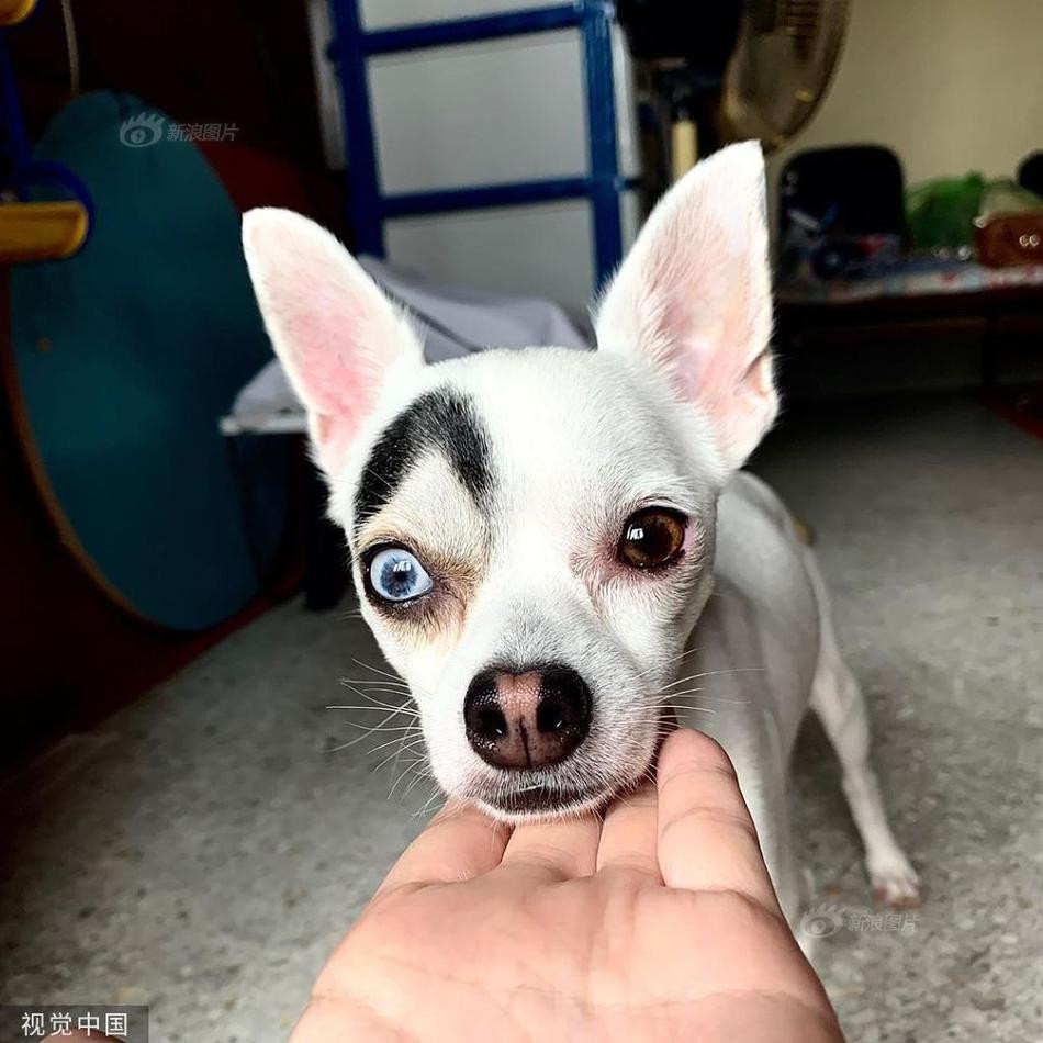 Được biết, Lucky được sinh ra với dị hợp tử hay dị đồng, tình trạng này khiến mỗi mắt của Lucky có màu khác nhau. Trong trường hợp này, Lucky có một bên mắt màu xanh nhạt, một bên mắt màu nâu.