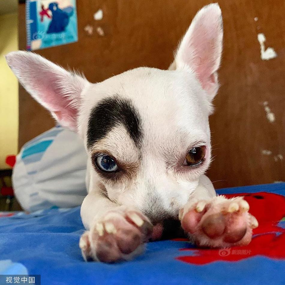 Thú vị thay, đó chưa phải là những gì đặc biệt nhất ở Lucky. Trên con mắt màu xanh của chú chó này là một vệt lông màu đen, cong cong hệt như lông màu ở con người.