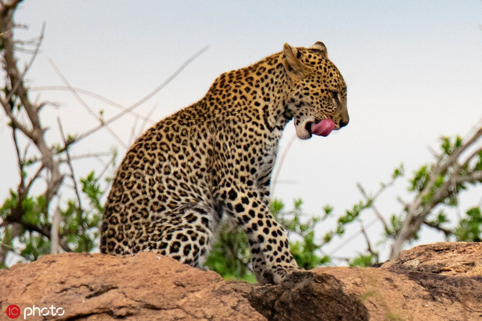 Chi em bao hoa mai kich chien, nhao lon xuat sac-Hinh-3