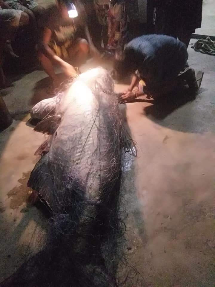 Theo thông tin đăng tải, sự việc xảy ra ở làng Phra Ee, quận Pho Si Suwan, tỉnh Sisaket, Thái Lan. Ngư dân trong làng đã bất ngờ quăng lưới, bắt được một con cá nheo khổng lồ nặng tới 120kg. Có thể thấy trong ảnh, con cá nheo có chiều dài và kích thước lớn hơn hẳn một người trưởng thành. Đây thực sự là một trường hợp siêu hiếm, lôi kéo sự chú ý của đông đảo mọi người trong làng.