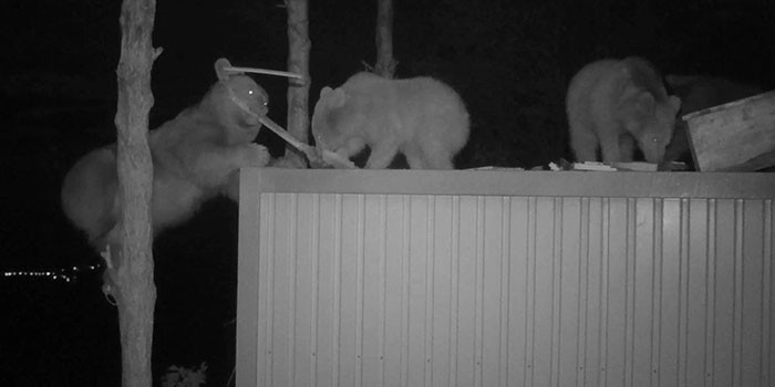 Gấu là loài động vật cực kỳ yêu thích mật ong, chúng có thể đi rất lâu để tìm mật ong và sẵn sàng đột nhập những trang trại ong mật để lấy trộm mật. Tuy nhiên, vì sức phá hoại quá lớn, nhiều người nuôi ong vô cùng khó chịu, không chào đón gấu khổng lồ. Anh Ibrahim Sedef, một người nuôi ong sống ở Trabzon, Thổ Nhĩ Kỳ cũng từng là người như vậy.