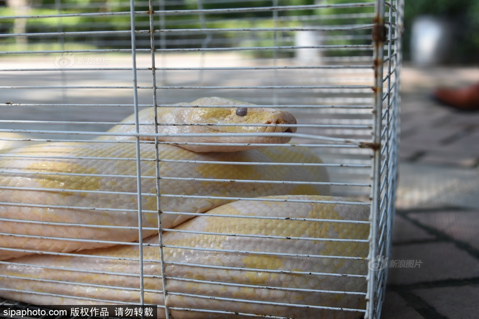 Mang xa ngo ngac tren via he, doa nguoi di duong phat khiep-Hinh-5