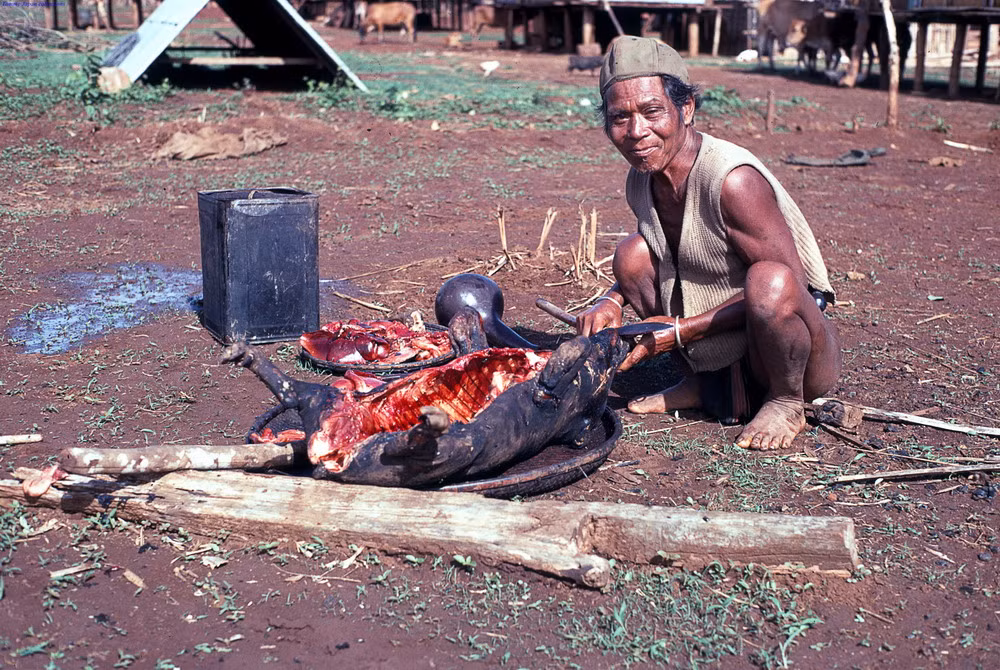 Một người Thượng đang làm thịt lợn.