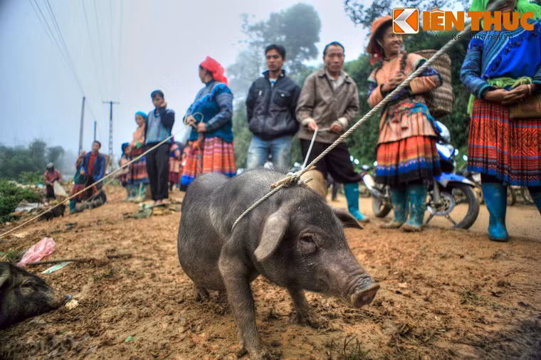 Lợn cắp nách, một đặc sản Tây Bắc nổi tiếng được bán theo cách rất ngộ nghĩnh: buộc dây vào cổ và dắt đi như... chó chứ không trói chân hoặc nhốt trong rọ như nơi khác.