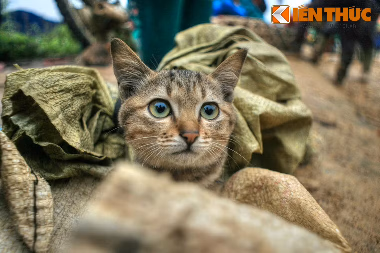 Các "thú cưng" như mèo chó cũng được bán ở chợ.