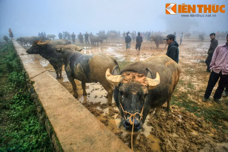 Các loại vật nuôi cũng là sản phẩm không thể thiếu, trong đó khu vực bán trâu bò ở chợ có quy mô rất lớn.