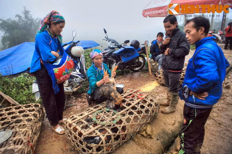 Những chú gà nuôi ở miền núi có thịt rất săn chắc và thơm ngon.