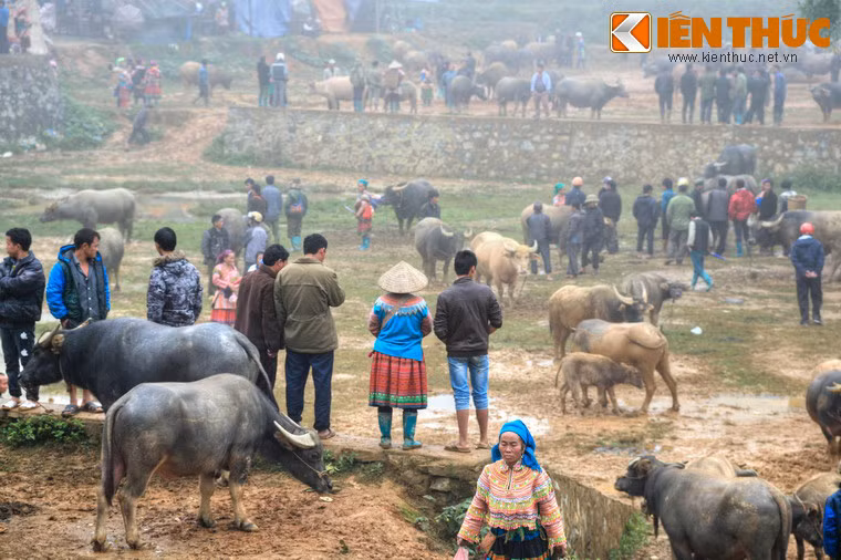 Trên dưới trăm chú trâu đủ các kích cỡ được đưa đến chợ từ nhiều bản làng khác nhau.