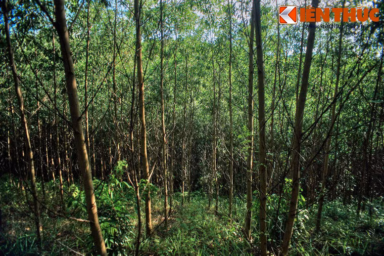 Do không có lối mòn nên cách duy nhất để đi từ lăng đến núi Đại Thiên Thọ là vượt qua khu rừng trồng nằm trải dài trên những quả đồi thoai thoải.