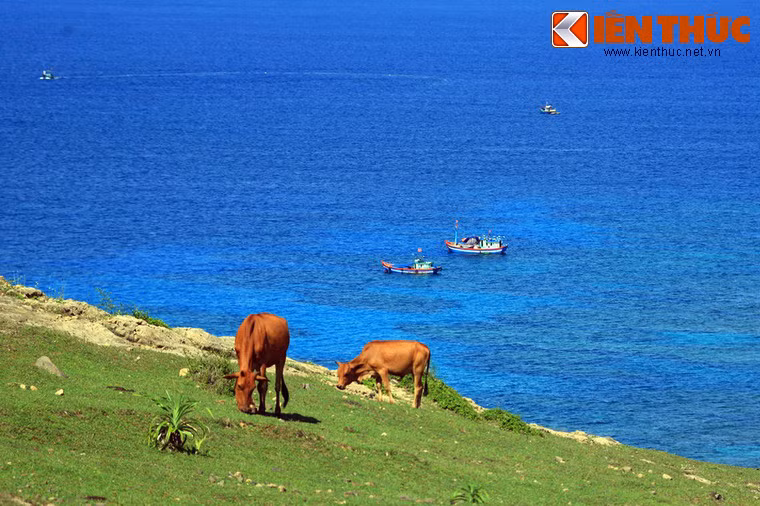 Khung cảnh bình yên nhìn từ cột cờ Lý Sơn với những chú bò thảnh thơi gặm cỏ, xa xa là những con tàu cá đang ung dung thả lưới...