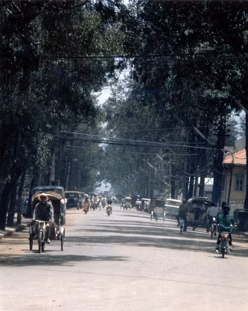 Một con đường rợp bóng cây.