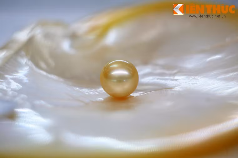 Màu sắc Ngọc Trai Phú Quốc cũng rất đa dạng như: Trắng, vàng, đen, xám, hồng, tím, xanh. Phổ biến nhất là ngọc trai trắng và quý nhất, có giá trị cao nhất là ngọc trai vàng và đen.