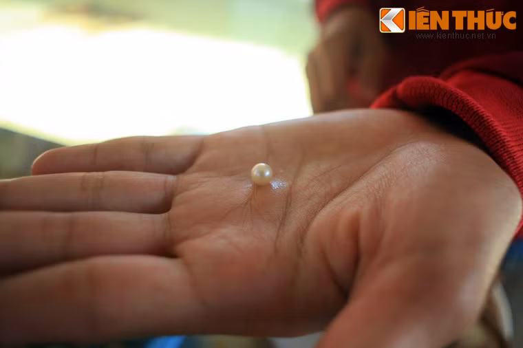 Sau khi tiến hành thu lấy ngọc, ngọc trai được rửa sạnh và tiến hành phân loại. Trai không đạt tiêu chuẩn như hạt không tròn, có nhiều vết bẩn sẽ được xử lý tiếp.