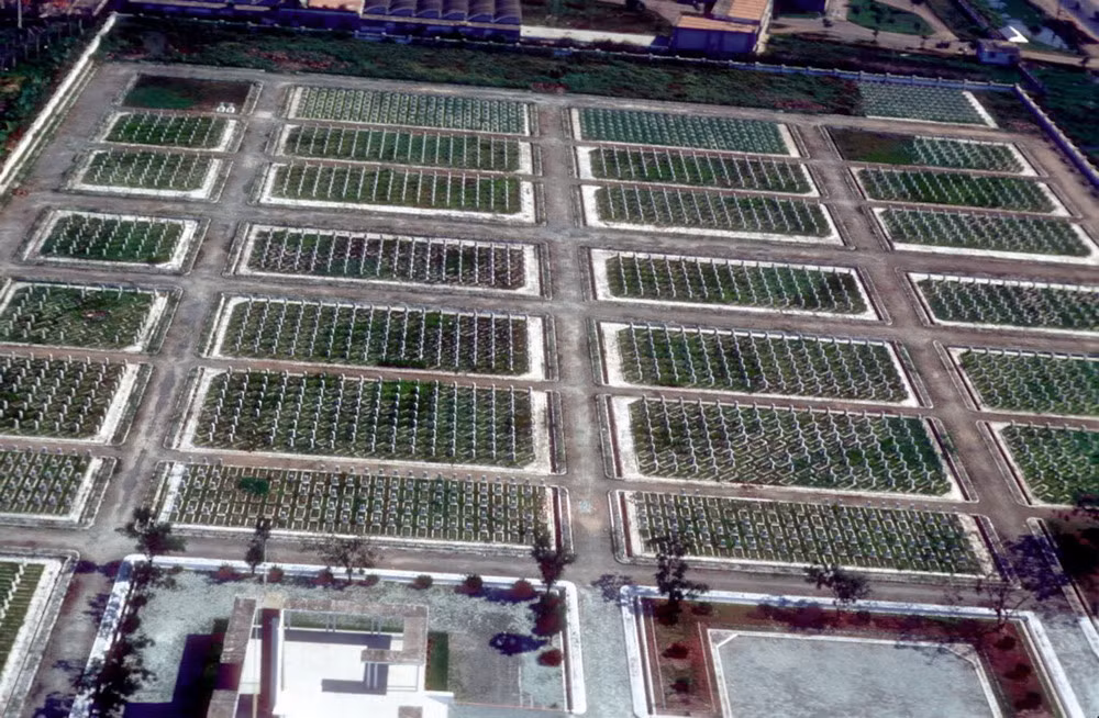 Sau đó, khu khu vực nghĩa trang xưa được cải tạo và trở thành Trung tâm triển lãm và Nhà văn hóa quận Tân Bình như ngày nay.