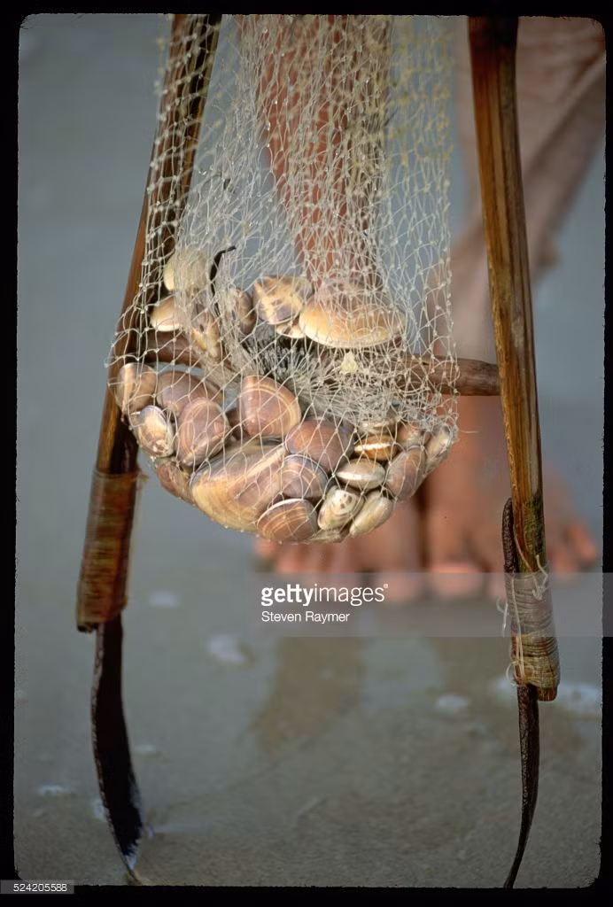 Những con sò trong lưới của một ngư dân.