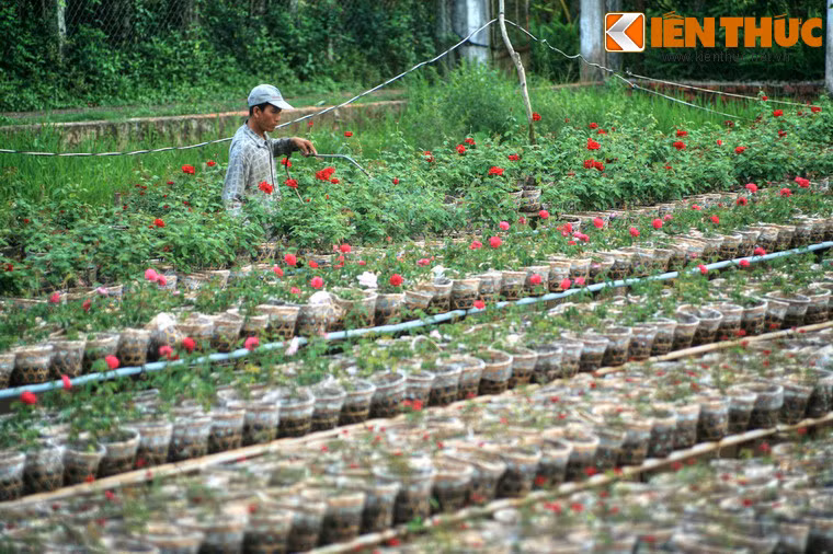 Người dân cứ thế lội nước, len lỏi giữa các luống hoa mà tưới tắm, chăm sóc...