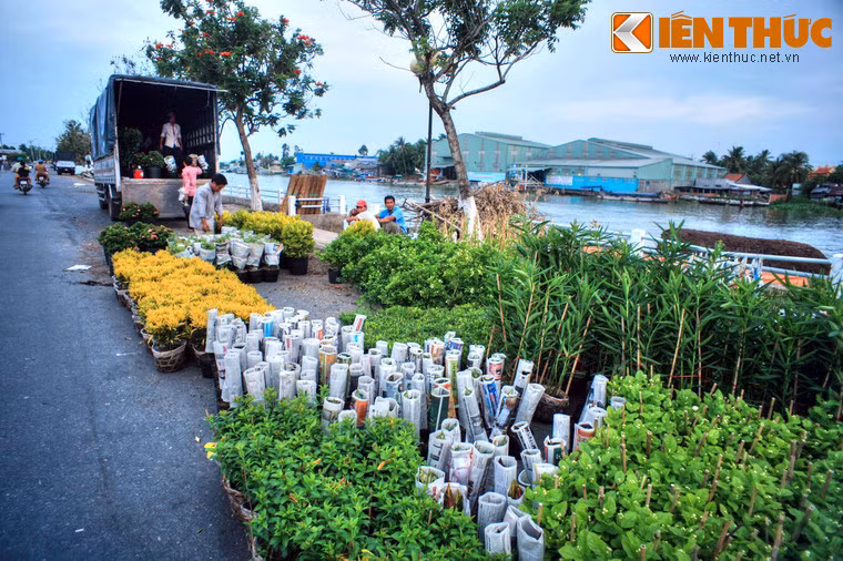 Với bề dày kinh nghiệm lâu năm và tiến bộ của khoa học kỹ thuật, các loài hoa, cây cảnh Tân Quy Đông ngày nay không chỉ có mặt ở các địa phương miền Nam mà đã được đưa đến các tỉnh miền Trung, Tây Nguyên, một số tỉnh phía Bắc… và xuất khẩu đi một số quốc gia trong khu vực như Lào, Campuchia, Thái Lan, Trung Quốc…