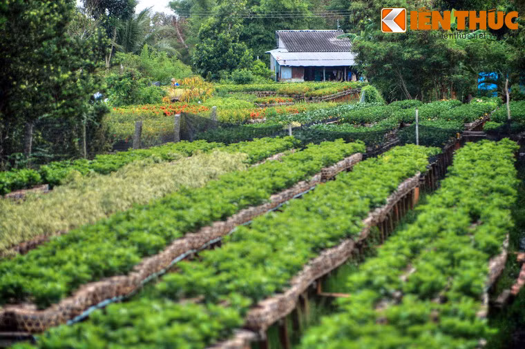 Cho đến nay, tổng diện tích trồng hoa ở Tân Quy Đông là hơn 85ha, với gần 2.000 hộ dân, xấp xỉ 2.000 loài hoa kiểng khác nhau, trở thành một trong những vựa hoa kiểng lớn nhất vùng đồng bằng sông Cửu Long và khu vực miền Nam.