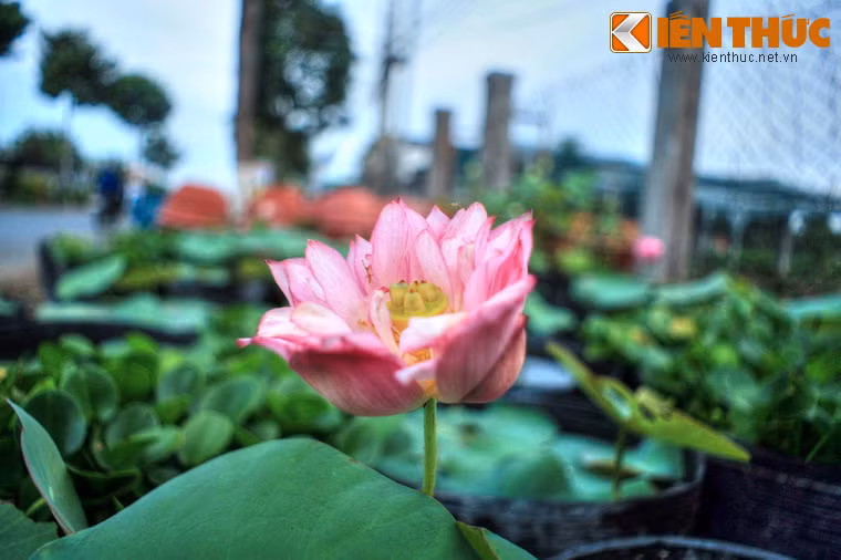 Không chỉ là một địa danh quen thuộc với khách mua hoa, cây cảnh, làng hoa Tân Quy Đông còn là một địa điểm tham quan lý thú ở dành cho khách thập phương ở mảnh đất Đồng Tháp.