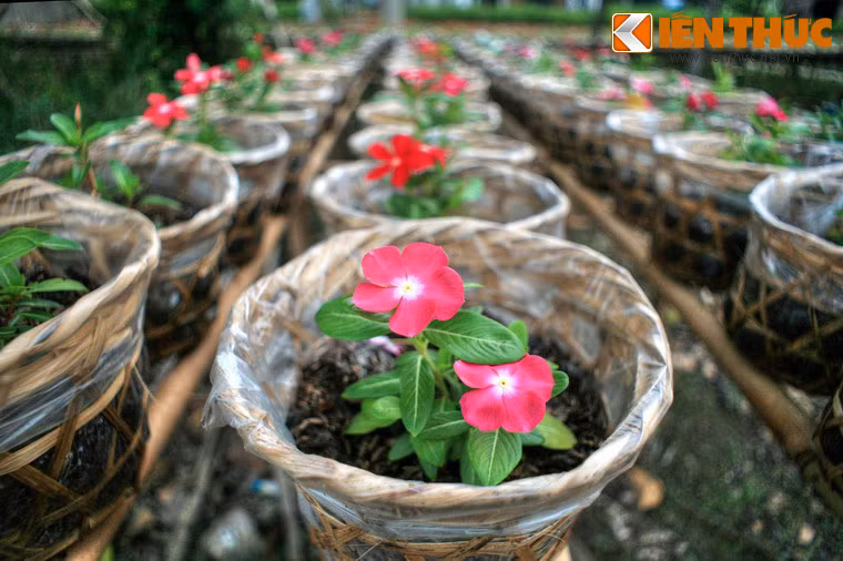  Làng hoa Tân Quy Đông trồng nhiều loài hoa đẹp mắt, điển hình như: cúc mâm xôi, cúc tiger, cúc đồng tiền, dạ yến thảo, cát tường, vạn thọ, hoa mười giờ, hoa dừa, đại phú, chiều tím, liễu hồng, xác pháo... Bên cạnh đó có cả các giống hoa quý được trồng cho mục đích xuất khẩu.