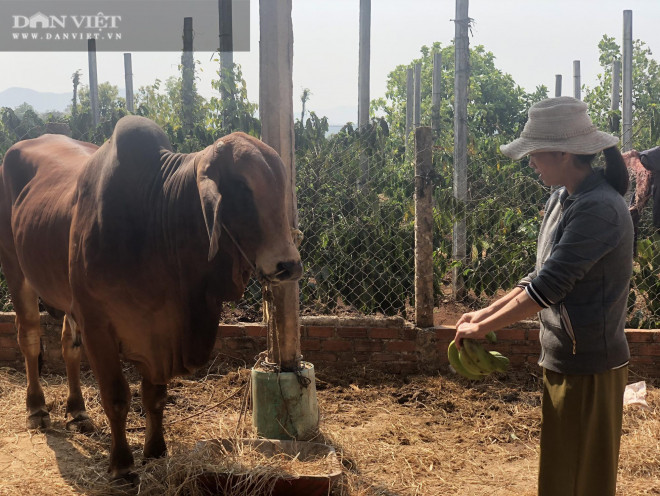 Nuoi bo “khong lo” ban gia 50-60 trieu/con, nong dan Gia Lai lai dam-Hinh-2