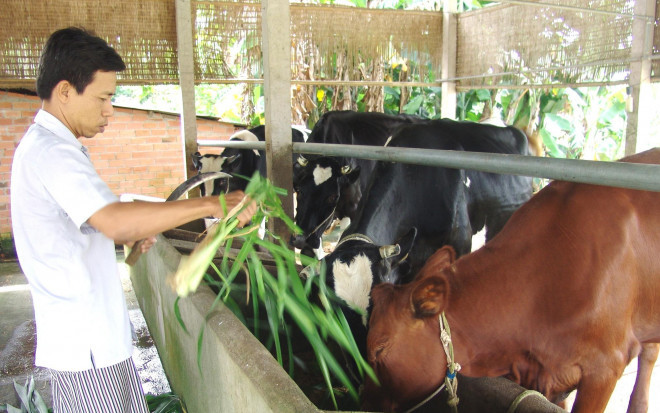 Nuoi bo “khong lo” ban gia 50-60 trieu/con, nong dan Gia Lai lai dam-Hinh-3