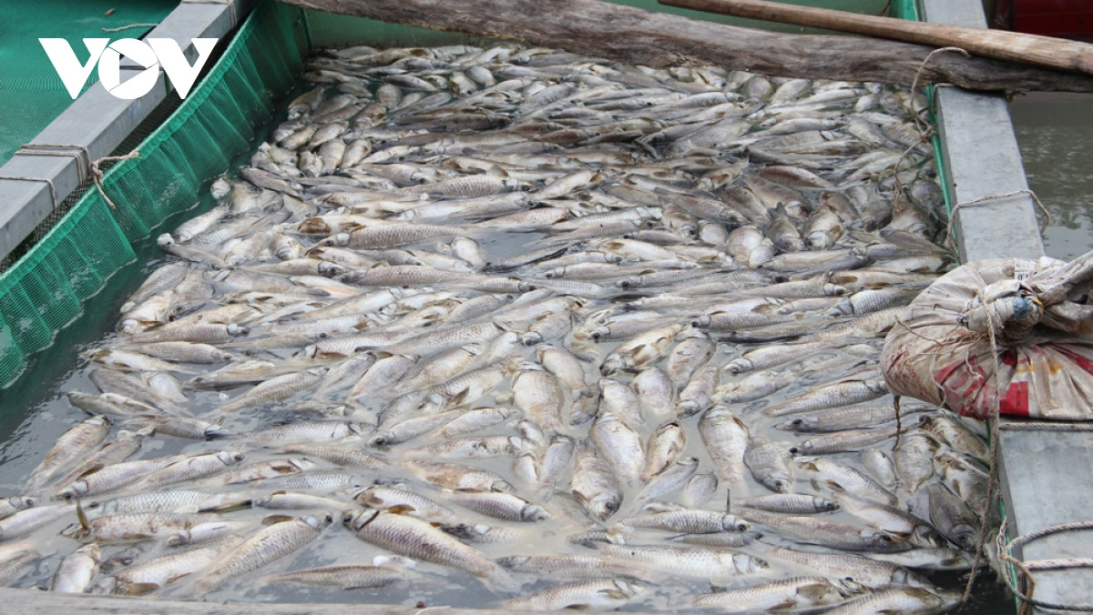 Bày tỏ trên VOV, người dân cho rằng, nguyên nhân cá chết do công ty, xí nghiệp đầu nguồn lợi dụng mưa, xả hóa chất ra sông Sài Gòn. Lãnh đạo huyện Dầu Tiếng cho biết, chưa nhận thấy dấu hiệu xả thải. (Ảnh VOV)