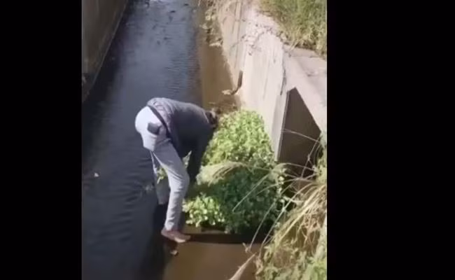 Tại Nhật, loại rau này mọc đầy đường, ven bờ sông. Rau Việt ở Nhật rất đắt.