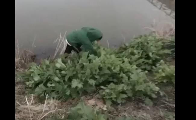 Tuy nhiên, vì sử dụng nguồn thực phẩm 0 đồng ven đường, nhiều người thành thực chia sẻ, họ thường bị người Nhật hiểu lầm là "hái cỏ về ăn".