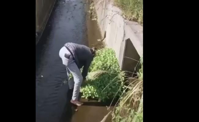 Tại Nhật, loại rau này mọc đầy đường, ven bờ sông. Rau Việt ở Nhật rất đắt.