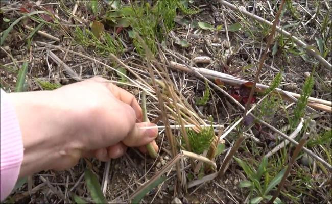 Ngoài ra, nhiều loại rau gia vị quen thuộc trên mâm cơm Việt như hành lá, hẹ hay cần tây... cũng mọc hoang nhiều ở Nhật.