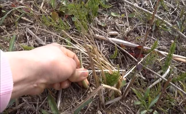 Ngoài ra, nhiều loại rau gia vị quen thuộc trên mâm cơm Việt như hành lá, hẹ hay cần tây... cũng mọc hoang nhiều ở Nhật.